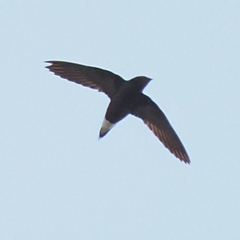 Hirundapus giganteus