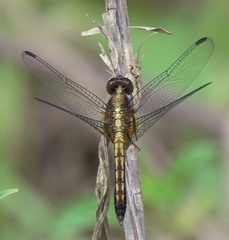 Erythrodiplax avittata