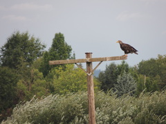 Haliaeetus leucocephalus