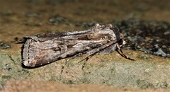 Agrotis munda