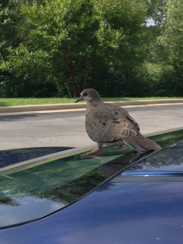 Mourning Dove photographed in Indiana