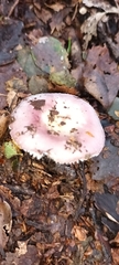 Russula roseopileata