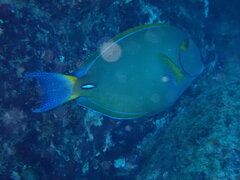 Acanthurus