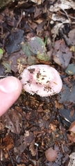 Russula roseopileata