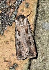 Agrotis munda