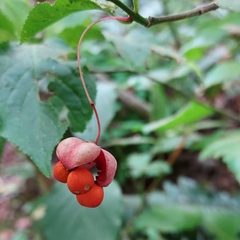Euonymus occidentalis