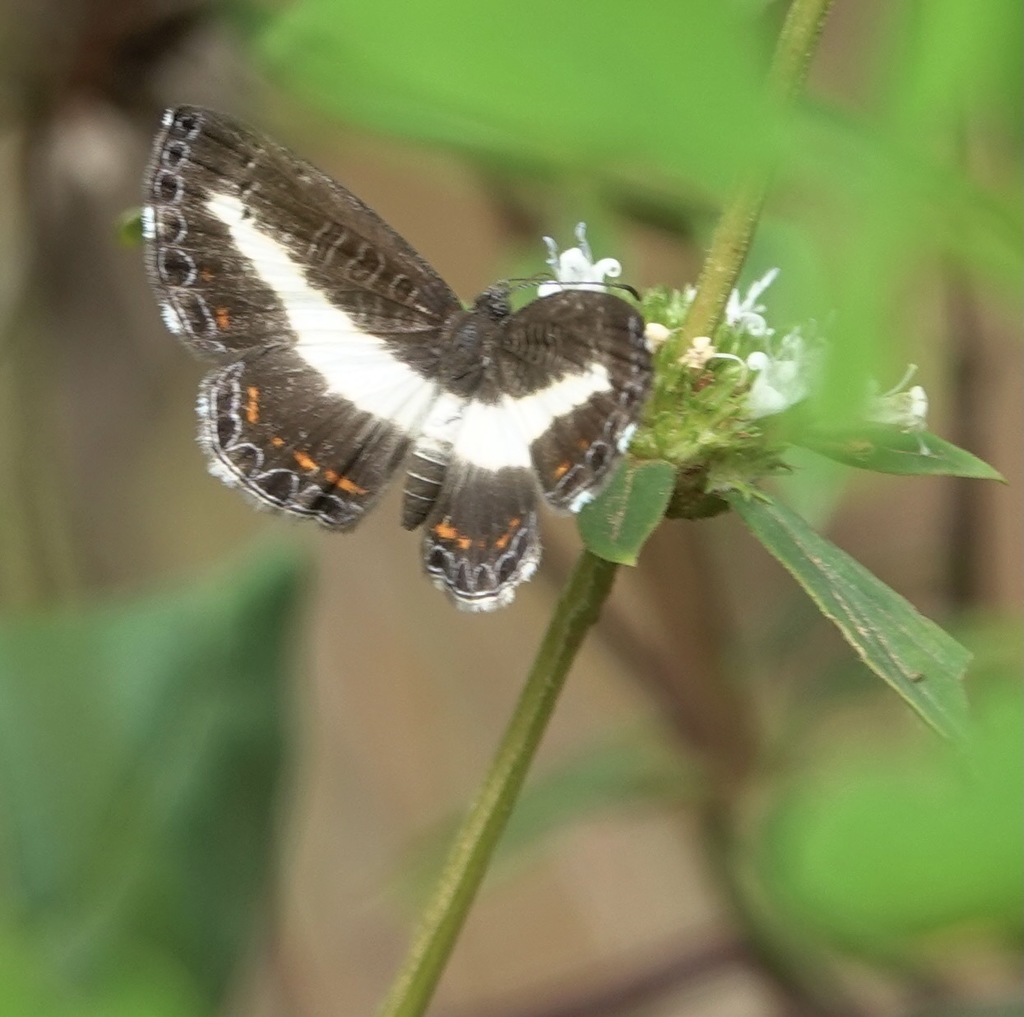 Nymphidium velatum