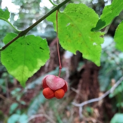 Euonymus occidentalis