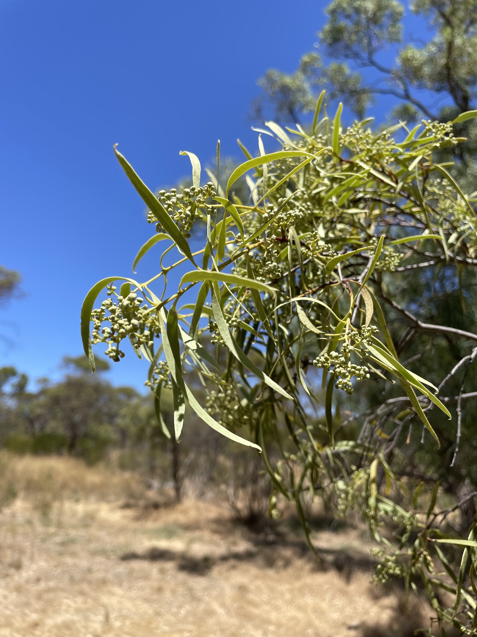 Photo by Alan Braithwaite via iNaturalist (Copyright Alan Braithwaite)