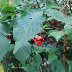 Euonymus occidentalis