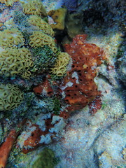 Palythoa caribaeorum