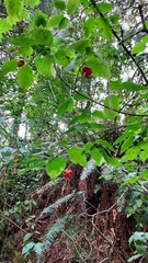 Euonymus occidentalis