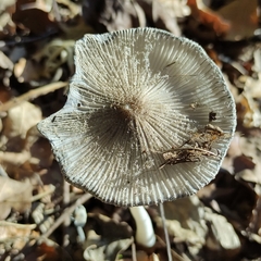 Lanatulae