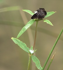 Erynnini