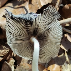 Lanatulae