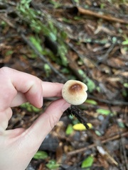 Lepiota castaneidisca