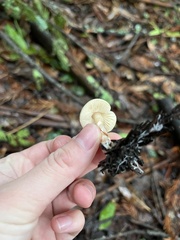Lepiota castaneidisca