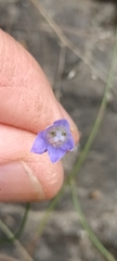 Wahlenbergia violacea