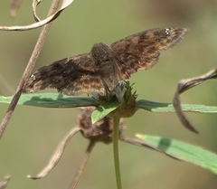Carcharodini