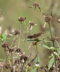 Carcharodini