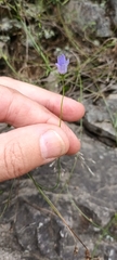 Wahlenbergia violacea