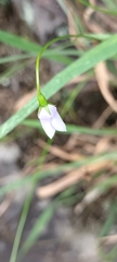 Wahlenbergia violacea