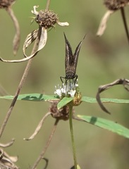 Carcharodini