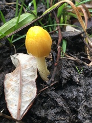 Bolbitius