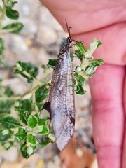 Glenoleon pulchellus