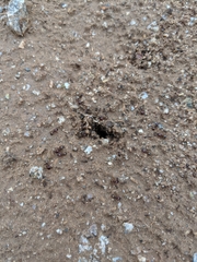 Pheidole xerophila