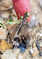 Glenoleon pulchellus