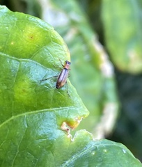 Lemidia