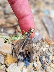 Glenoleon pulchellus