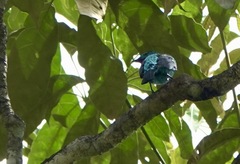 Cotinga cayana