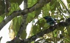 Cotinga cayana