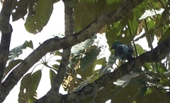 Cotinga cayana