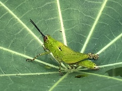 Xenocatantops humilis