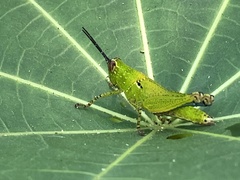 Xenocatantops humilis