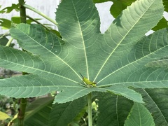 Xenocatantops humilis