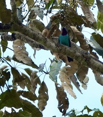 Cotinga cayana