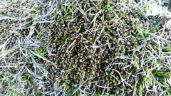 Coprosma atropurpurea