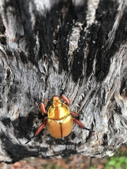 Anoplognathus viridiaeneus