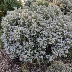 Olearia avicenniifolia