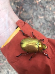 Anoplognathus viridiaeneus