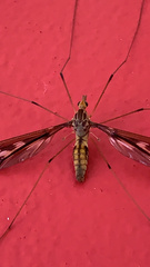 Leptotarsus