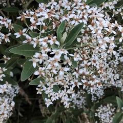 Olearia avicenniifolia