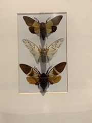 Cicadoidea