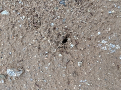 Pheidole xerophila