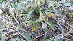 Plantago novae-zelandiae