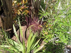 Schizocarphus nervosus